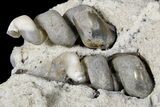 Fluorescent Fossil Gastropods in Limestone - Russia #174901-3